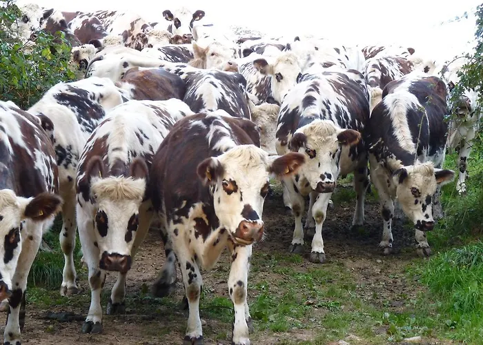 Ferienhaus De La Huberderie